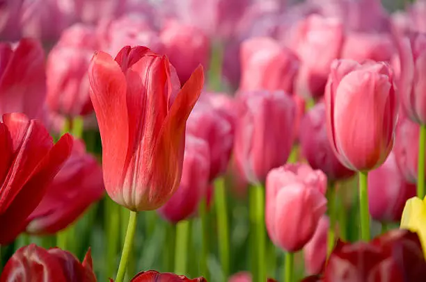 "Close-up of a red tulip, shallow field of depth.All tulip images:"