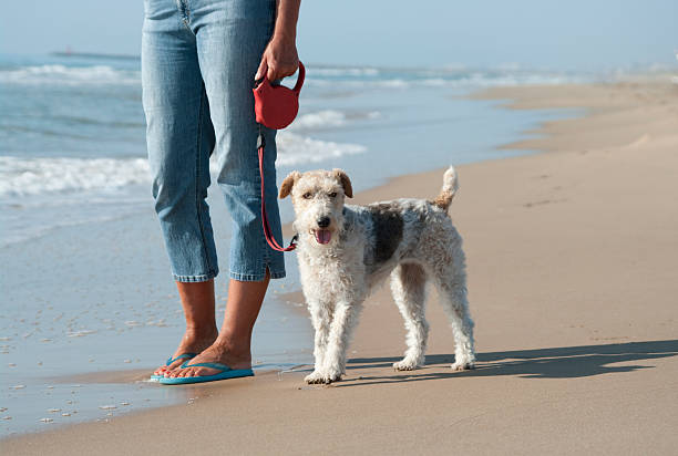 Dog and woman on beach in early morning sunlight with strong shadows.Please see some similar pictures from my portfolio: