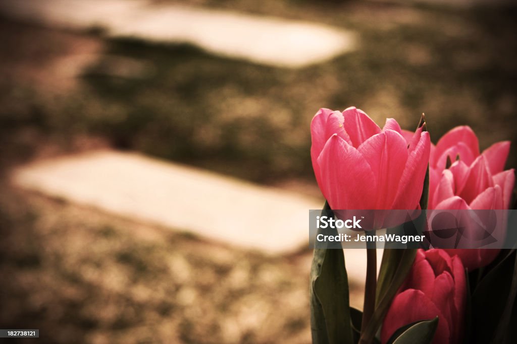 Cemetary Tulips "Bright pink tulips overlook graves in a cemetary. Desaturation, grain, and vignetting added for effect. Moody scene.Other Graveyard Images:" Cemetery Stock Photo