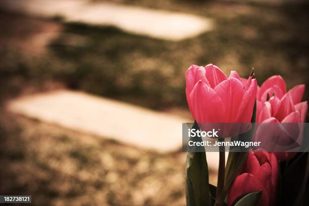 Cemetary Tulips Stock Photo - Download Image Now - Cemetery, Color Image, Dark