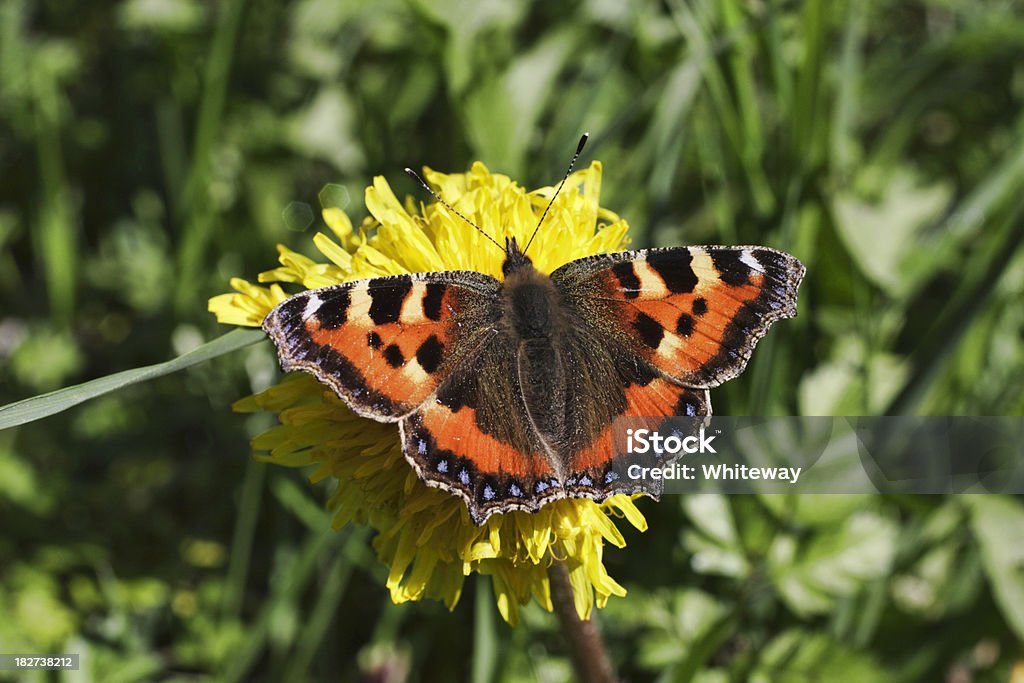 Vanessa dell'ortica Aglais urticae sul fiore giallo di tarassaco - Foto stock royalty-free di Ala di animale