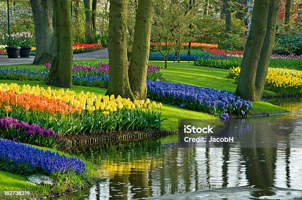 Primavera En El Parque Foto de stock y más banco de imágenes de Jardines de Keukenhof - Jardines de Keukenhof, Narciso - Familia del lirio, Tulipán