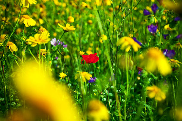 istock Beautiful Wildflowers 182738272