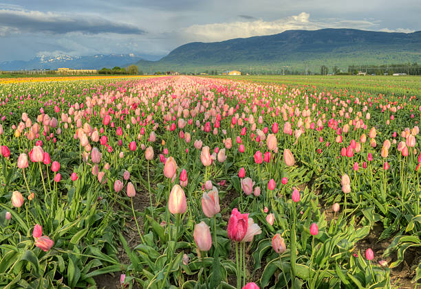 istock Field of Tulips 182738396