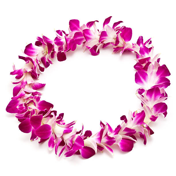 Magenta and white lei flower garland isolated on white file_thumbview_approve.php?size=1&id=21776037 floral garland stock pictures, royalty-free photos & images