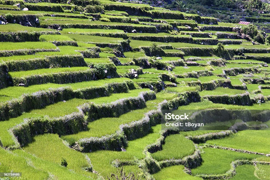 Rice terraces "Rice terraces in Banaue, Phillippines" Banaue Stock Photo