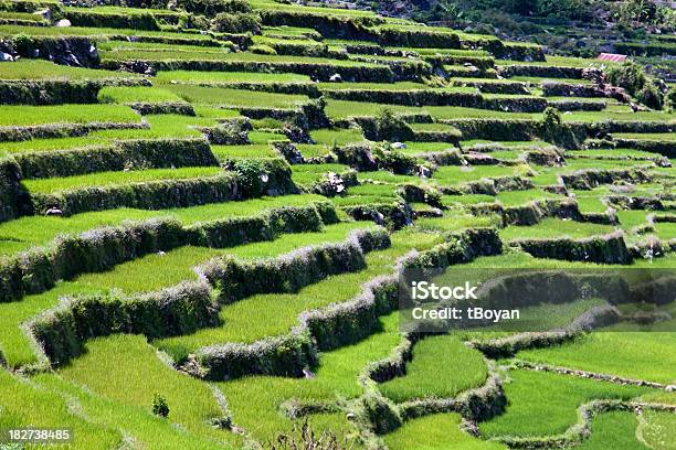 Rice Terraces Stock Photo - Download Image Now - Banaue, Rice - Cereal Plant, Rice - Food Staple