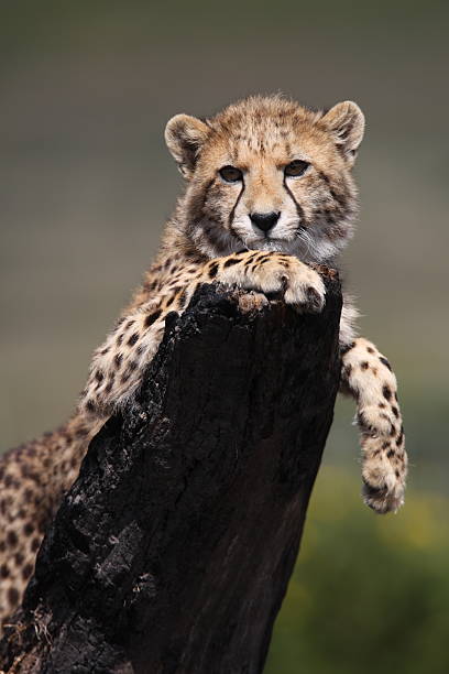 Cheetah cub on tree stump stock photo