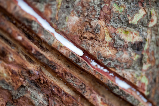 Macro of sap flowing from a rubber tree. Short depth of field.