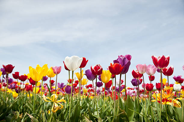 istock Low angle view of multi-colored tulips in bloom and blue sky 182738642