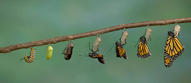 farfalla monarca emergente dalla è chrysalis - appears foto e immagini stock