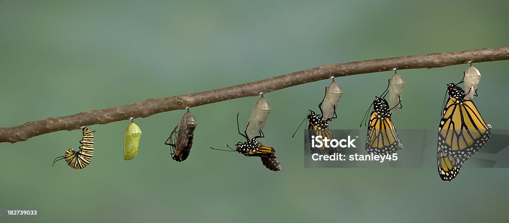Monarch Butterfly emerging from it's chrysalis Change Stock Photo