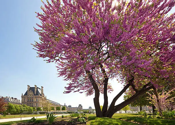 "Louvre museum building in Spring Paris, Francegardens of louvre museum, blooming tree  and vibrant blue spring sky"