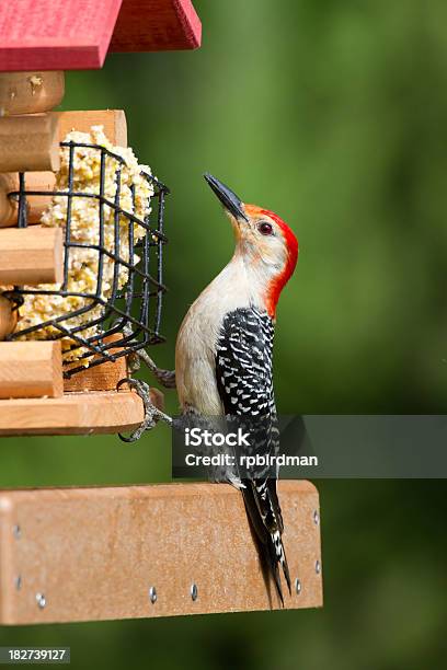 Redbellied Woodpecker Stock Photo - Download Image Now - Animal, Bird, Nature