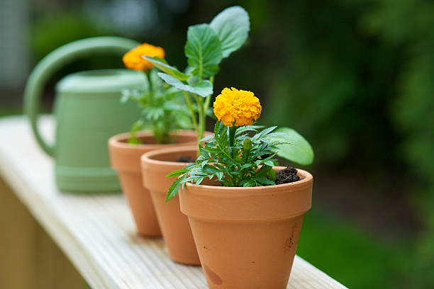 화분에 심겨진 식물을 및 물뿌리개 - plant watering can human hand holding 뉴스 사진 이미지