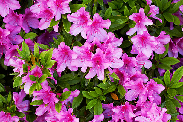 Fiori rosa Azalea - foto stock