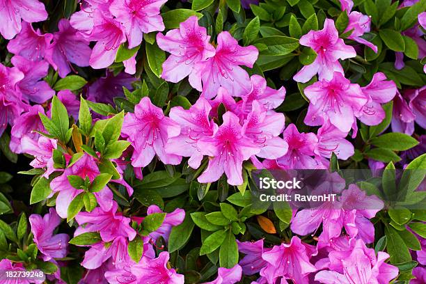 Pink Azalea Flowers Stock Photo - Download Image Now - Azalea, Flower, Flowerbed