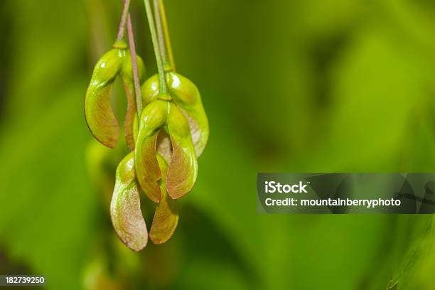 Maple Samen Stockfoto und mehr Bilder von Ahorn - Ahorn, Ahornsame, Baum