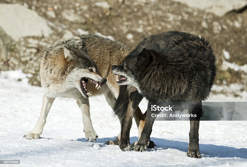 Sich paaren Wolves - Lizenzfrei Hund Stock-Foto