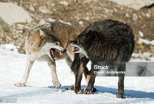 Sich Paaren Wolves Stockfoto und mehr Bilder von Hund - Hund, Knurren, Aggression