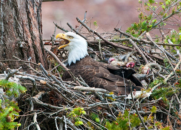 istock Bald Eagle in a Nest Full of Fish 182739410