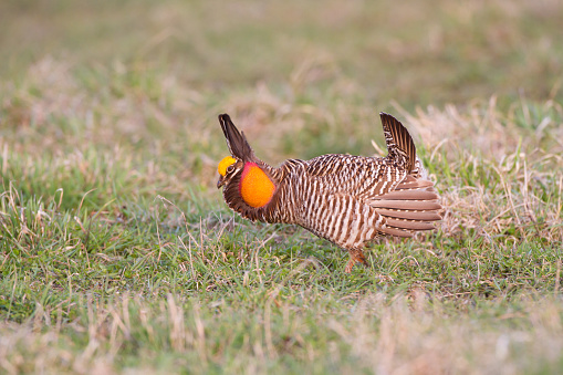 prairie chicken displaying