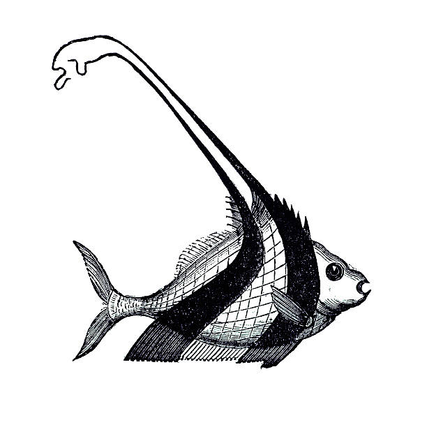 Vintage Tropical Fish Etching - Zanclus cornutus (Moorish Idol) vector art illustration