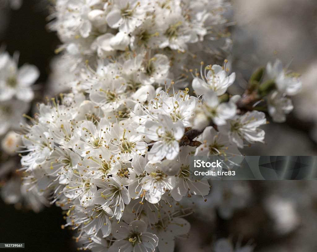 Hawthorn árvore de flor de laranjeira - Foto de stock de Amarelo royalty-free