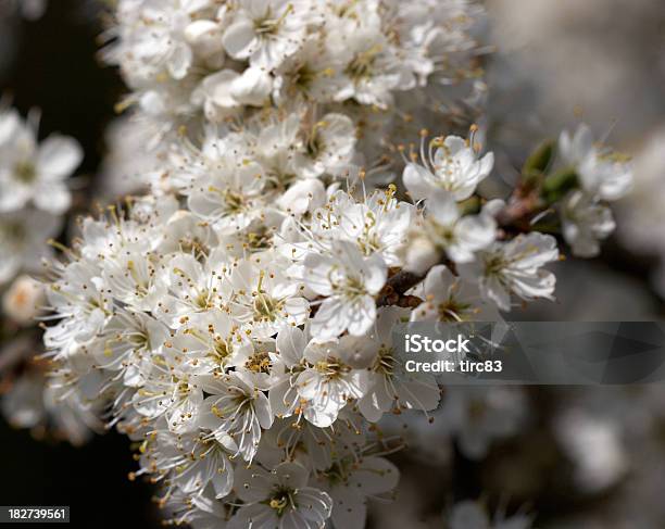 Foto de Hawthorn Árvore De Flor De Laranjeira e mais fotos de stock de Amarelo - Amarelo, Branco, Flor