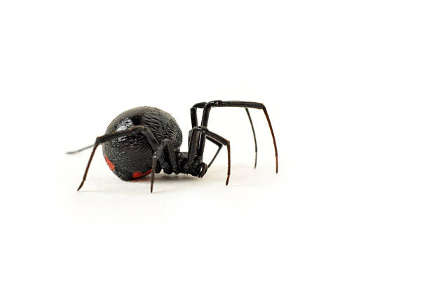 Black Widow Spider Creeping Across a White Background Macro image of the venomous female black widow spider on a white background. Focus is on her abdomen and cephalothorax. The side view of her unmistakable red markings are visible and in focus. Very shallow depth of field. black widow spider photos stock pictures, royalty-free photos & images