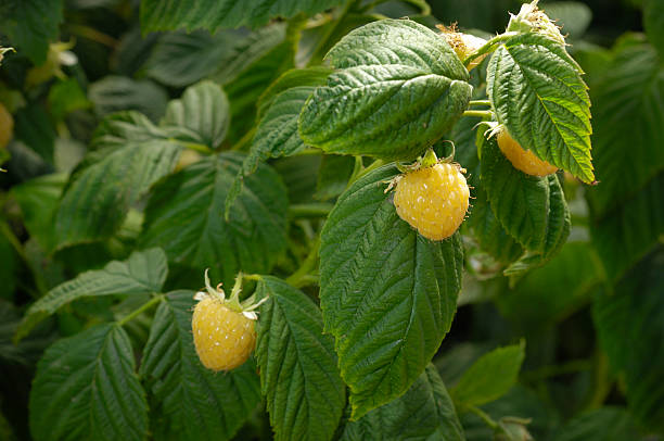 close-up of golden raspberries ripening en la vid - raspberry berry vine berry fruit fotografías e imágenes de stock