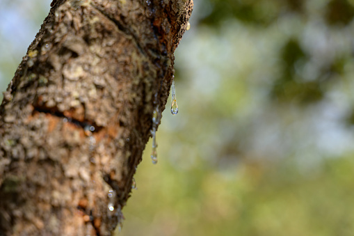 Selective focus on big mastic drops oozes in tears out of the branch of a mastic tree. The resin mastic brightens and twinkles in the sunlight. Vertical pic. Beautiful bokeh background. Chios, Greece.