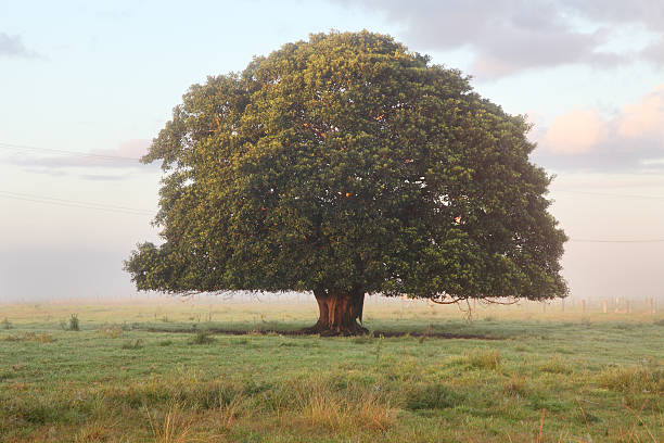 grande albero solitario - lone tree foto e immagini stock