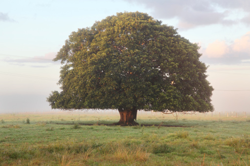 A large lonely tree on a misty morning in Australian Outback