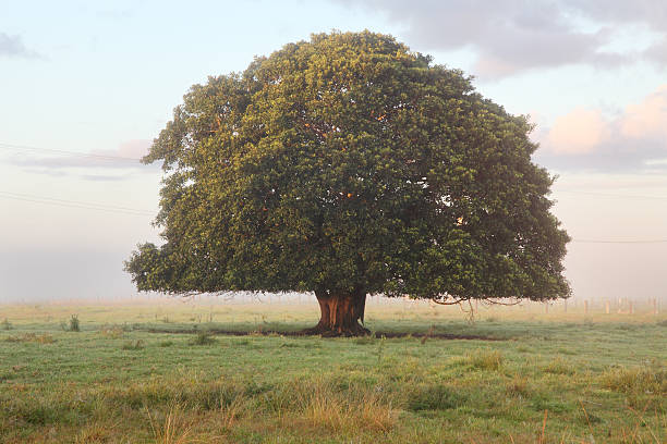 grande árvore solitário - lone tree - fotografias e filmes do acervo