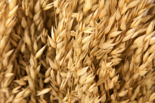 Closeup on golden wheat field or barley farming. Rye of barley plants harvest and agriculture background.