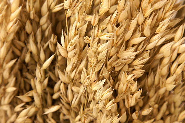 Oat. stock photo