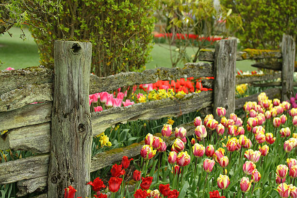 istock Garden Fence 182740110