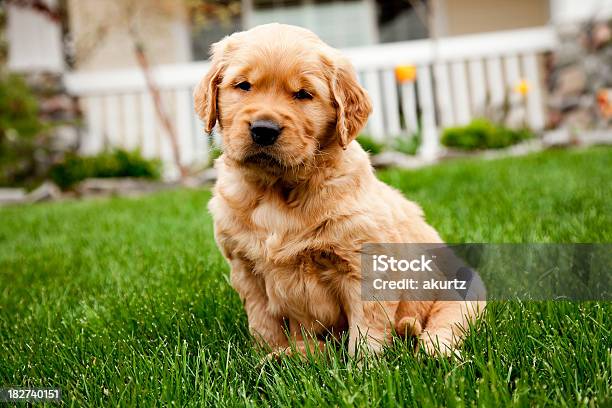 Baby Retriever Cucciolo In Erba A Casa Deliziose Senzatetto - Fotografie stock e altre immagini di Abbronzatura