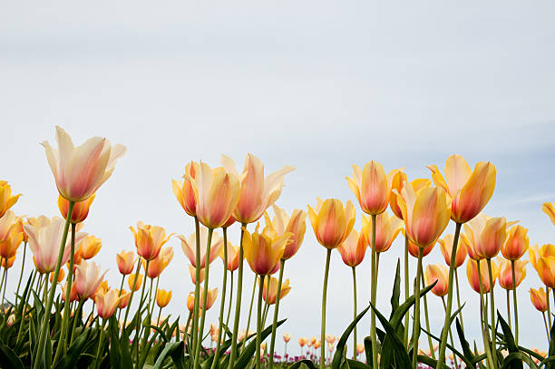 Champ de tulipes - Photo