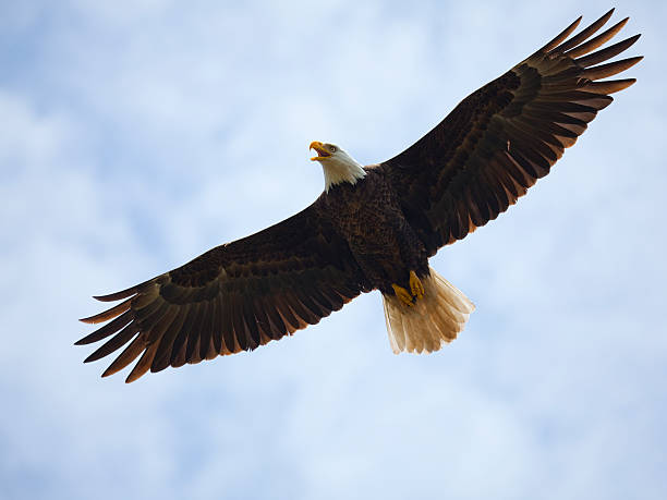 Bald Eagle Flying Up-Close, Full Wingspan, Majestic, Strong, Blue Sky