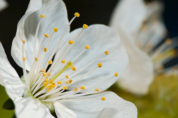 Close up of spring stock photo