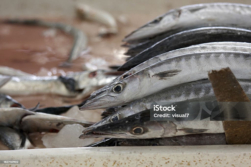 Gros plan de poisson - Photo de Barracuda libre de droits