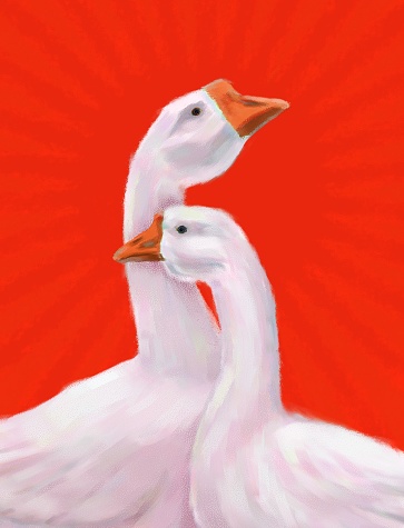 A picturesque illustration of a pair of white geese. On a colored background