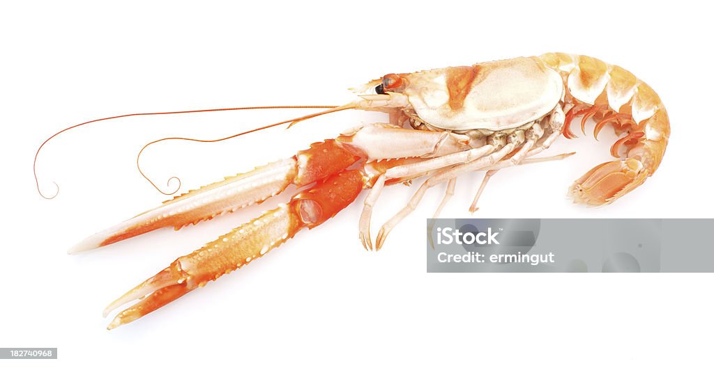 Shrimp isolated on white Claw Stock Photo