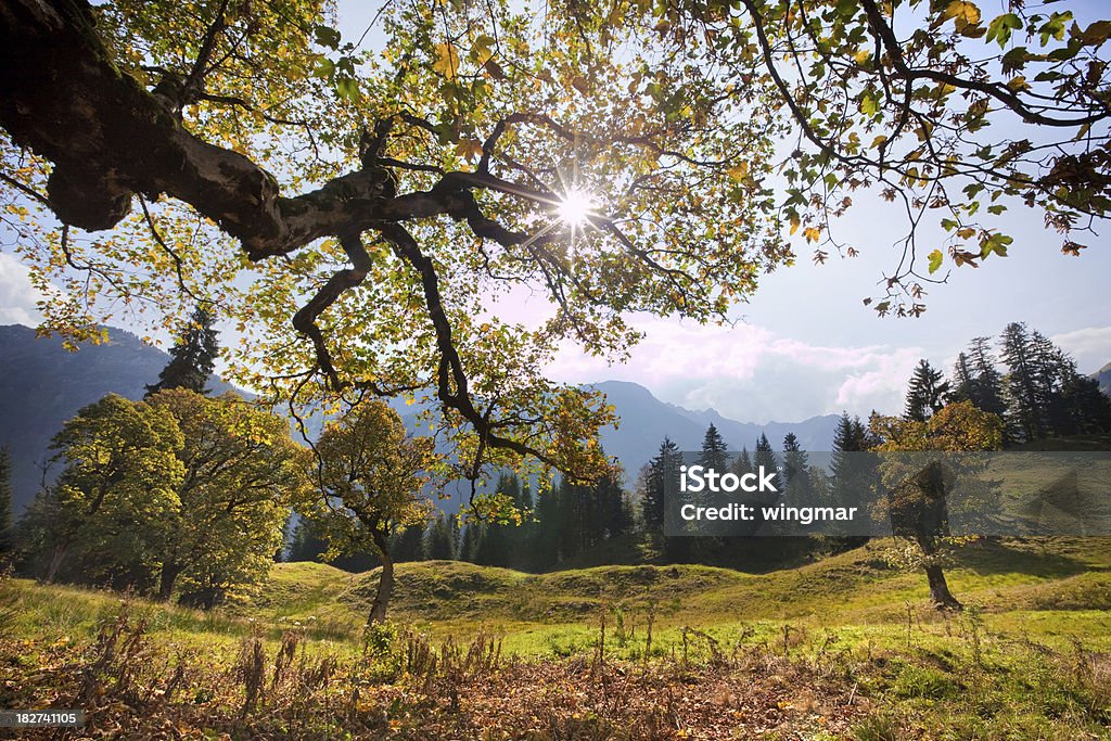 늙음 단풍 나무 in hinterseiner 밸리 allgäu, 바이에른 - 로열티 프리 가을 스톡 사진