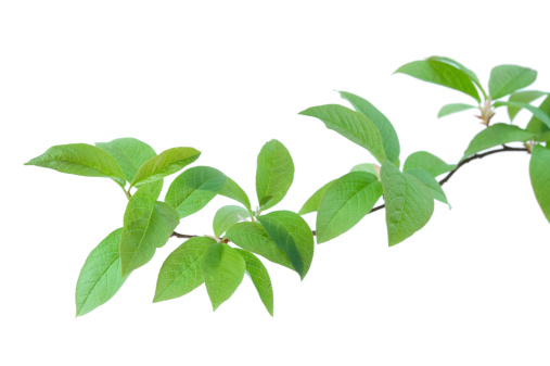 Bird cherry (Prunus padus) branch isolated on white background. Focus on foreground leaves.