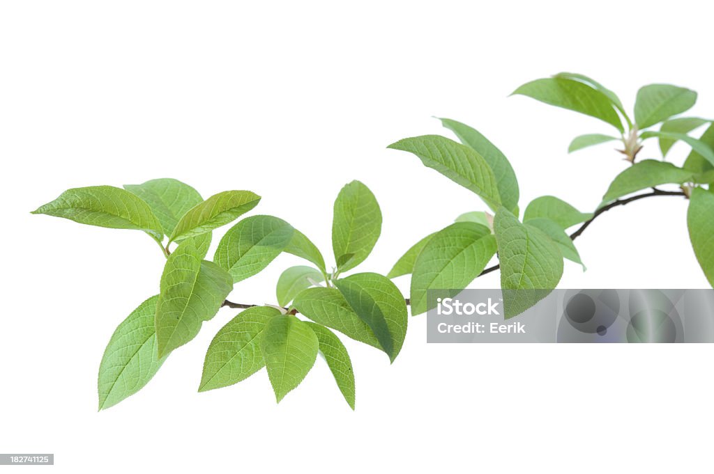 Bird cherry branch Bird cherry (Prunus padus) branch isolated on white background. Focus on foreground leaves. Leaf Stock Photo
