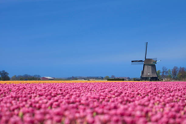 istock Tulips and windmill on a sunny day in The Netherlands 182741143