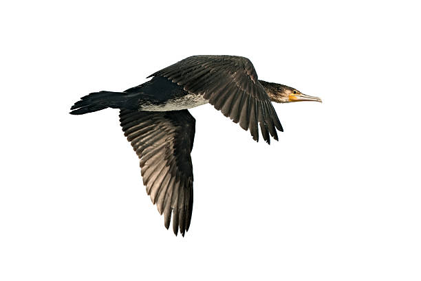 Great Cormorant (Phalacrocorax carbo) stock photo
